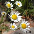 stinking chamomile